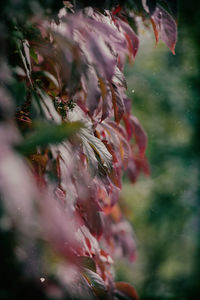 Close-up of plant against blurred background