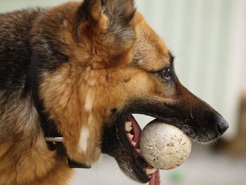 Close-up of dog with ball