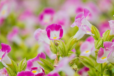 Close-up of pink flowering plants