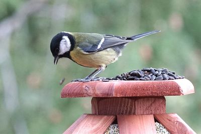 Great tit perching on birdfeeder at park