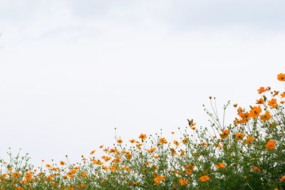 Yellow flowers blooming on field against clear sky