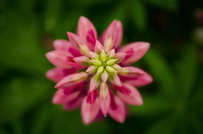 Close-up of pink flower blooming outdoors