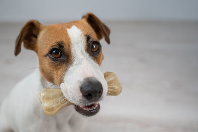 Close-up portrait of dog looking at camera