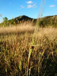 Plant growing on grassy field