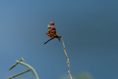 Halloween pennant dragonfly on tip of reed by pond.