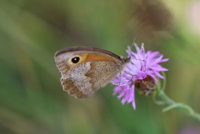 Close-up of butterfly pollinating on purple flower