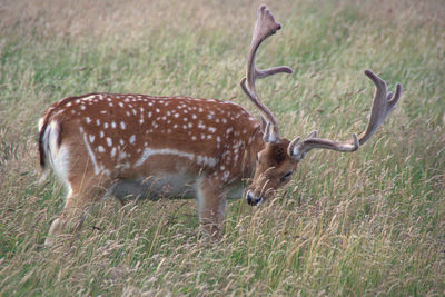 Giraffe on field