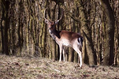 Side view of stag standing in forest