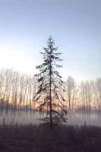 Bare trees on landscape against clear sky