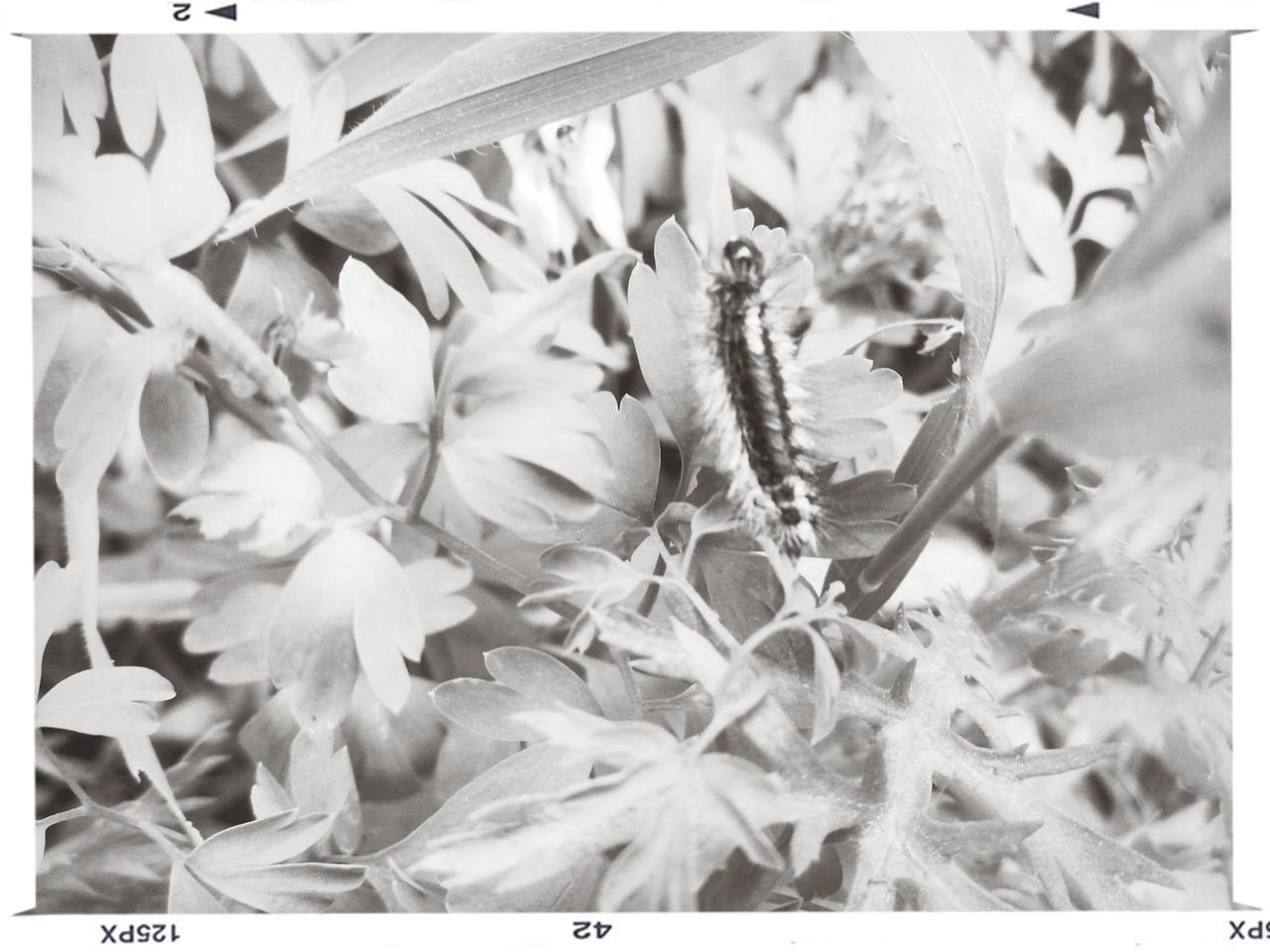 transfer print, flower, growth, freshness, auto post production filter, fragility, close-up, beauty in nature, nature, plant, petal, flower head, leaf, blooming, focus on foreground, stem, botany, selective focus, day, bud