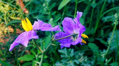 flowering plant