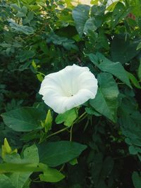 Close-up of white flower blooming outdoors