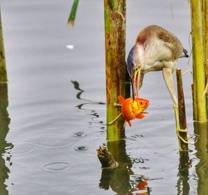 Close-up of bird fishing in lake