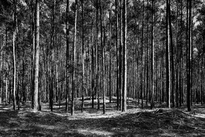 Trees in forest