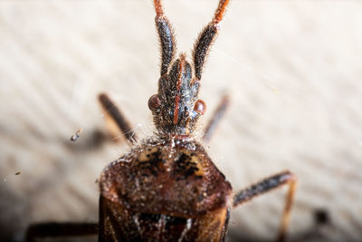 Close-up of spider