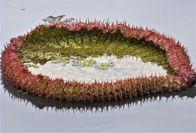 Close-up of red flowering plants over lake against white background