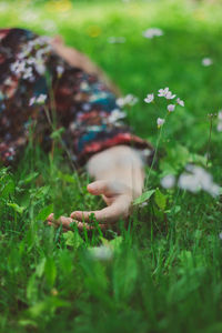 Close-up of flowering plants on field