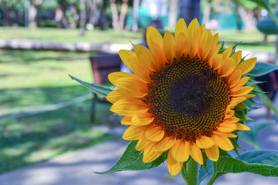 Close-up of sunflower