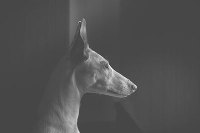 Close-up of dog looking away at home