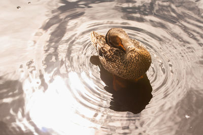 High angle view of duck swimming in lake