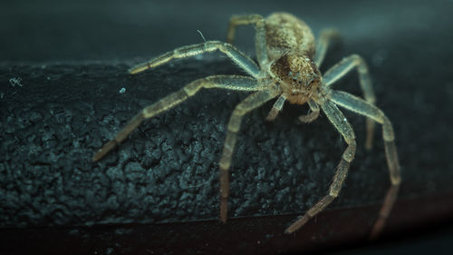 Close-up of spider