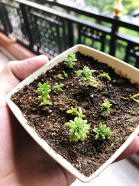 Close-up of hand holding potted plant