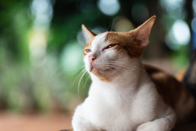 Close-up of a cat looking away