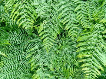 Full frame shot of green leaves