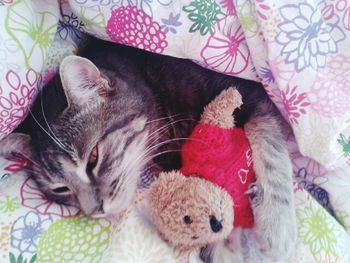 Cat sleeping with toy