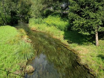 Scenic view of stream flowing in forest