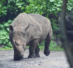 Rhino at the bronx zoo