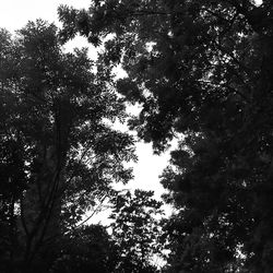 Low angle view of trees in forest against sky