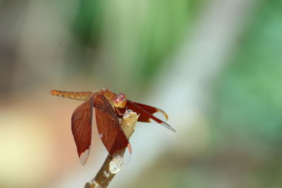Close-up of dragonfly on leaf