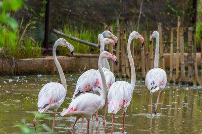 View of birds in lake