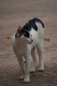 Cat looking away