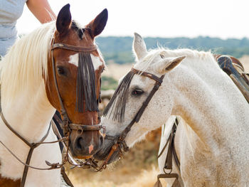 Horses standing against sky