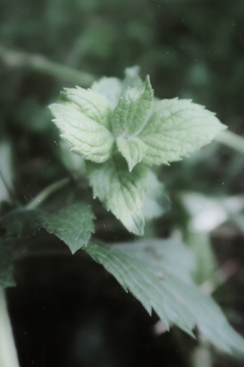 CLOSE-UP OF FRESH GREEN LEAVES WITH WATER DROPS