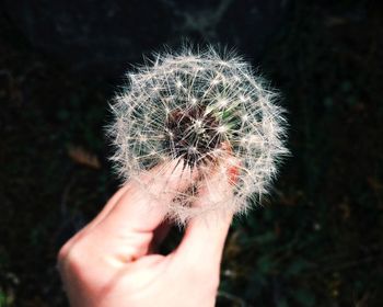 Close-up of cropped hand holding dandelion