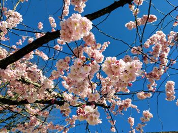 Low angle view of blooming tree against sky