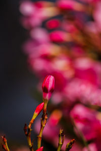 Close-up of pink flowering plant