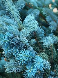 Close-up of pine tree during winter