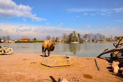 Horse standing in lake against sky