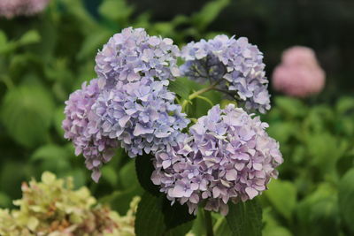 Close-up of hydrangea blooming outdoors