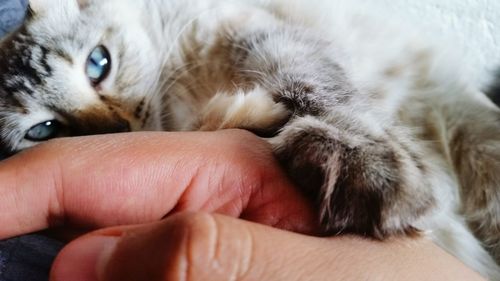 Close-up of hand holding kitten