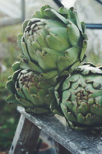 Close-up of artichoke on table in greenhouse