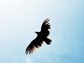 Low angle view of eagle flying in sky