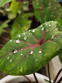 Close-up of raindrops on leaves