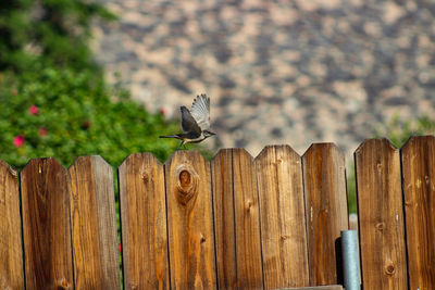 Bird perching on wooden post