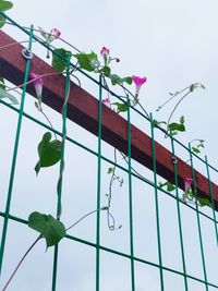 Low angle view of plant against sky