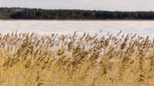 High angle view of stalks in field